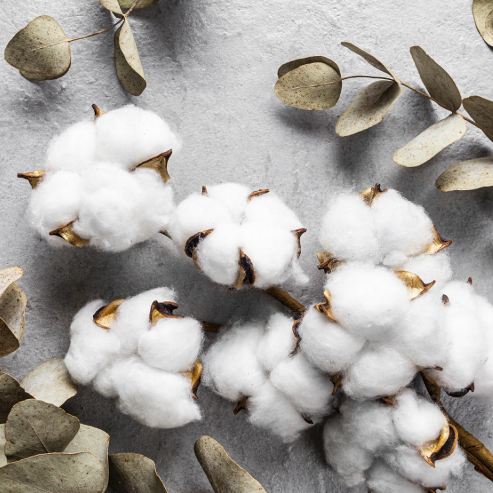 Vì sao chúng tôi chọn cotton USA?